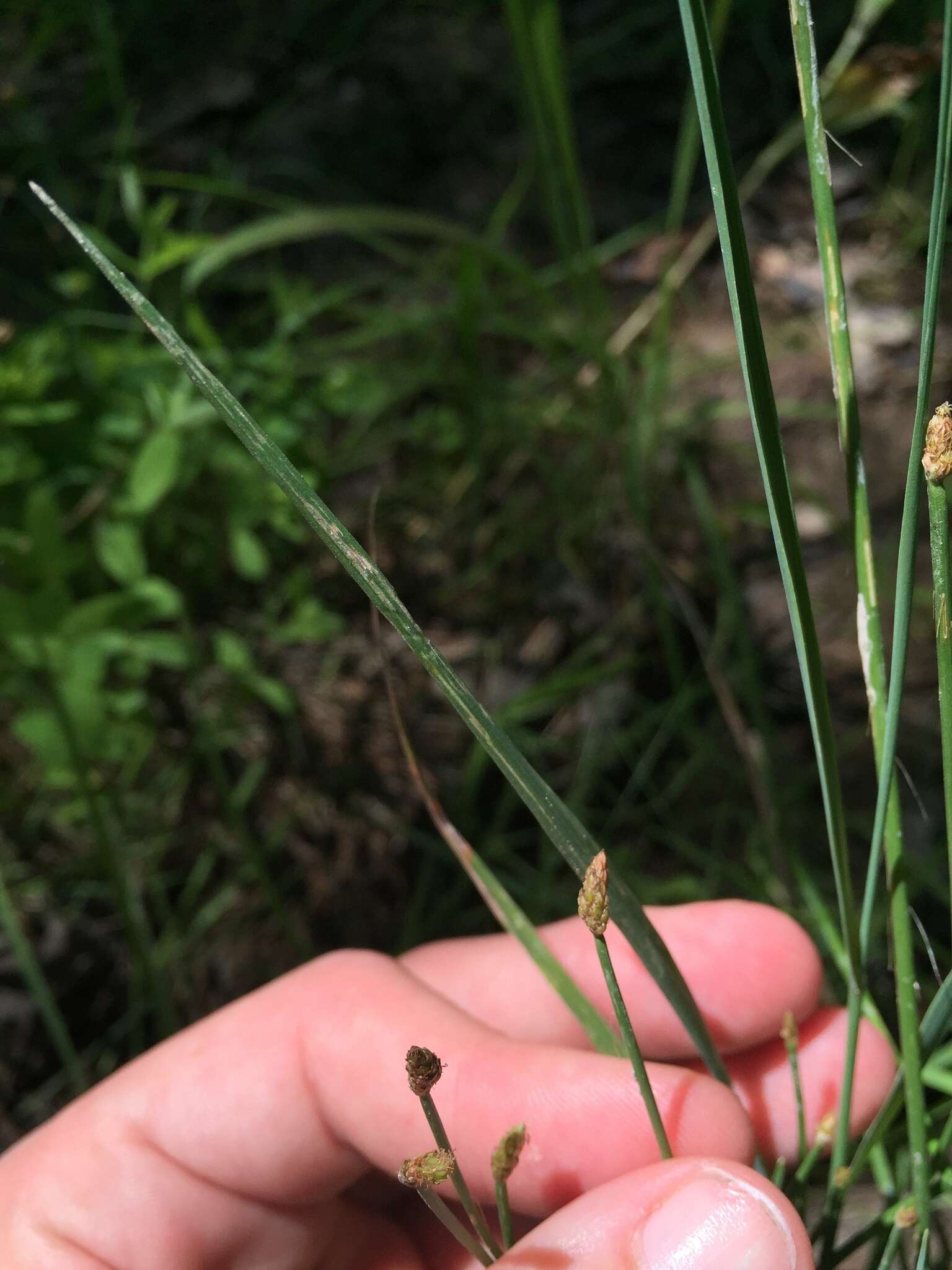 Image of Dagger-Leaf Spike-Rush