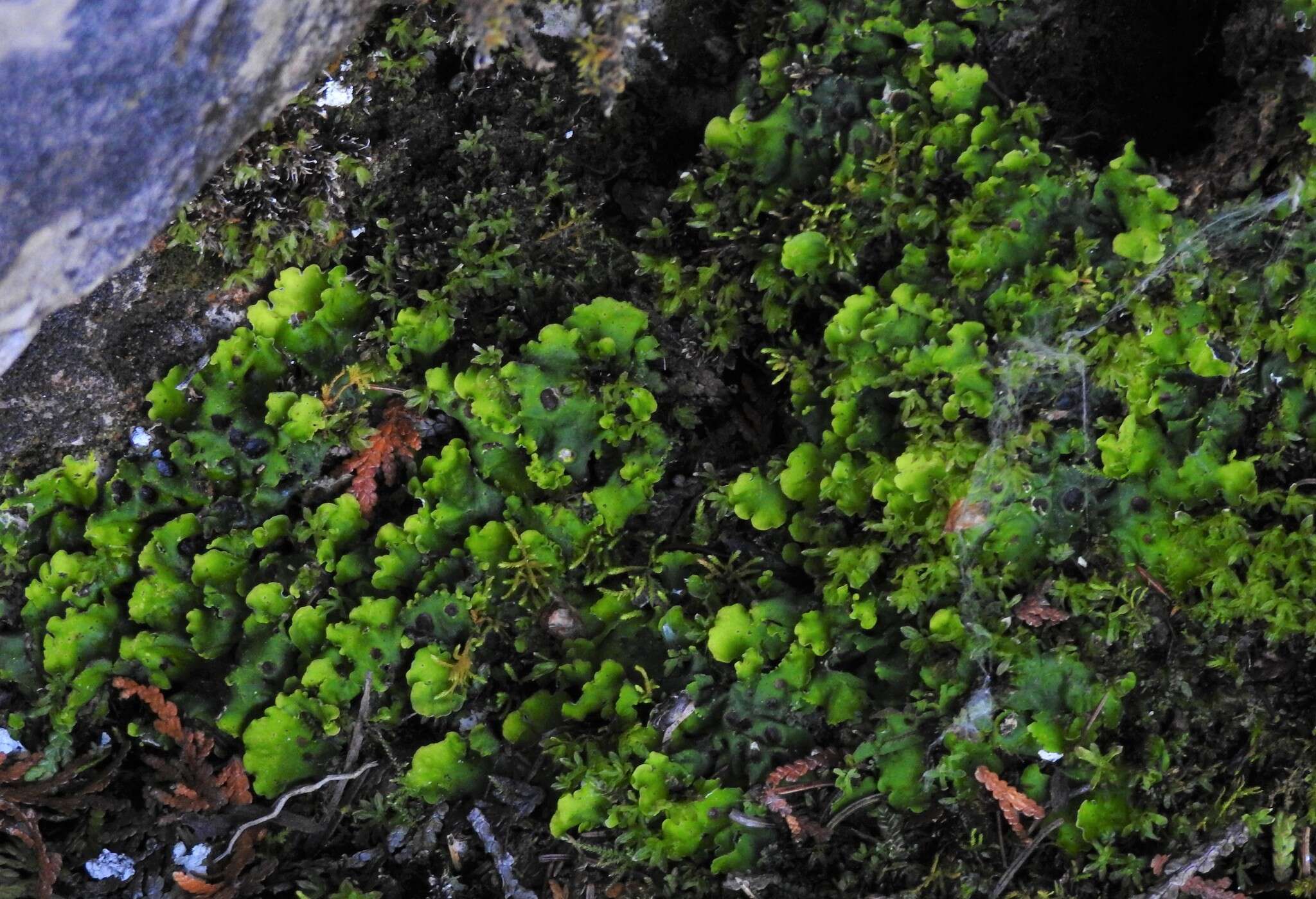 Image of chocolate chip lichen