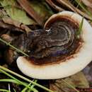 Image of Ganoderma fornicatum (Fr.) Pat. 1889