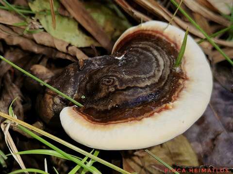 Ganoderma fornicatum (Fr.) Pat. 1889的圖片