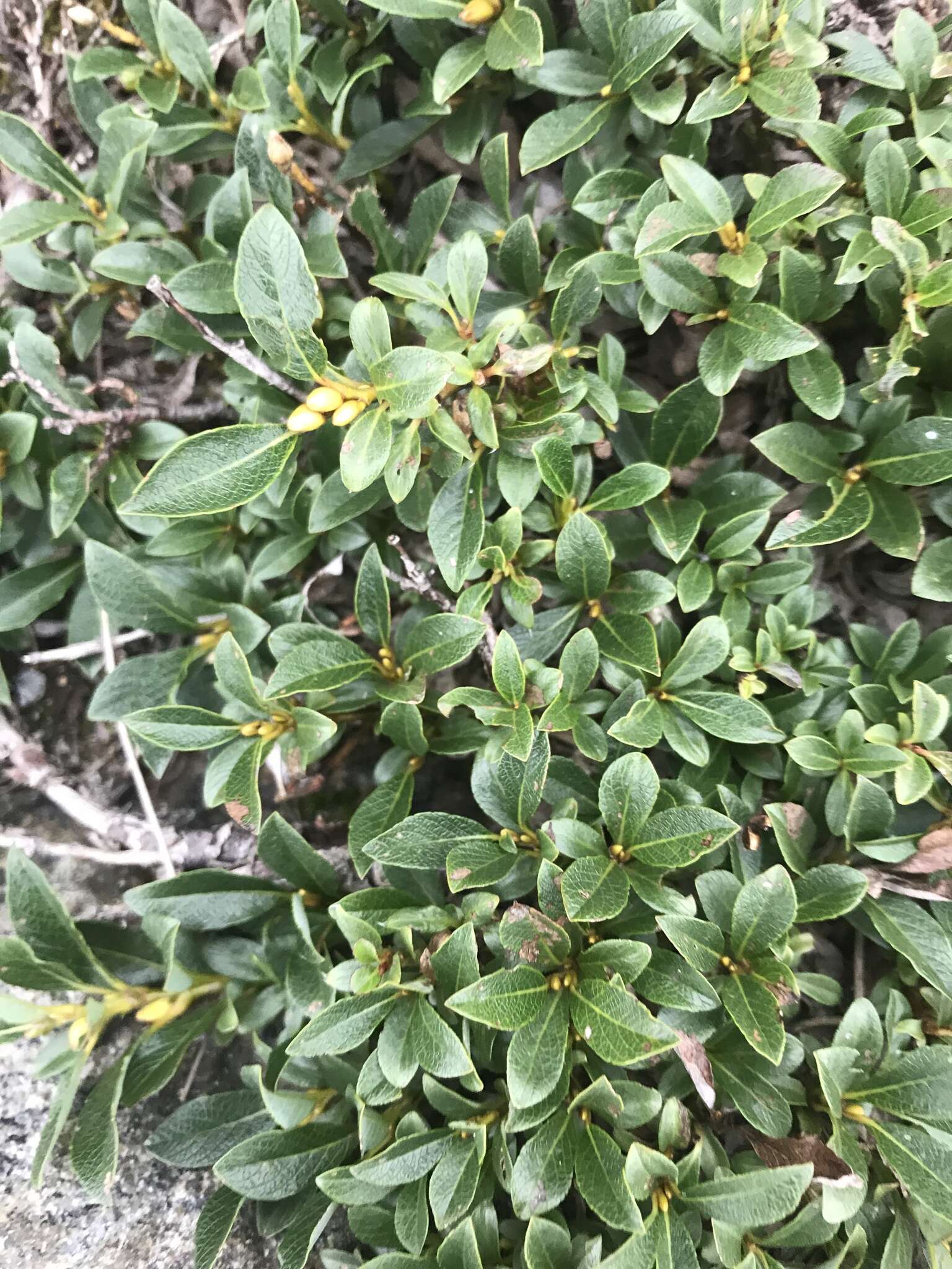 Image de Salix uva-ursi Pursh