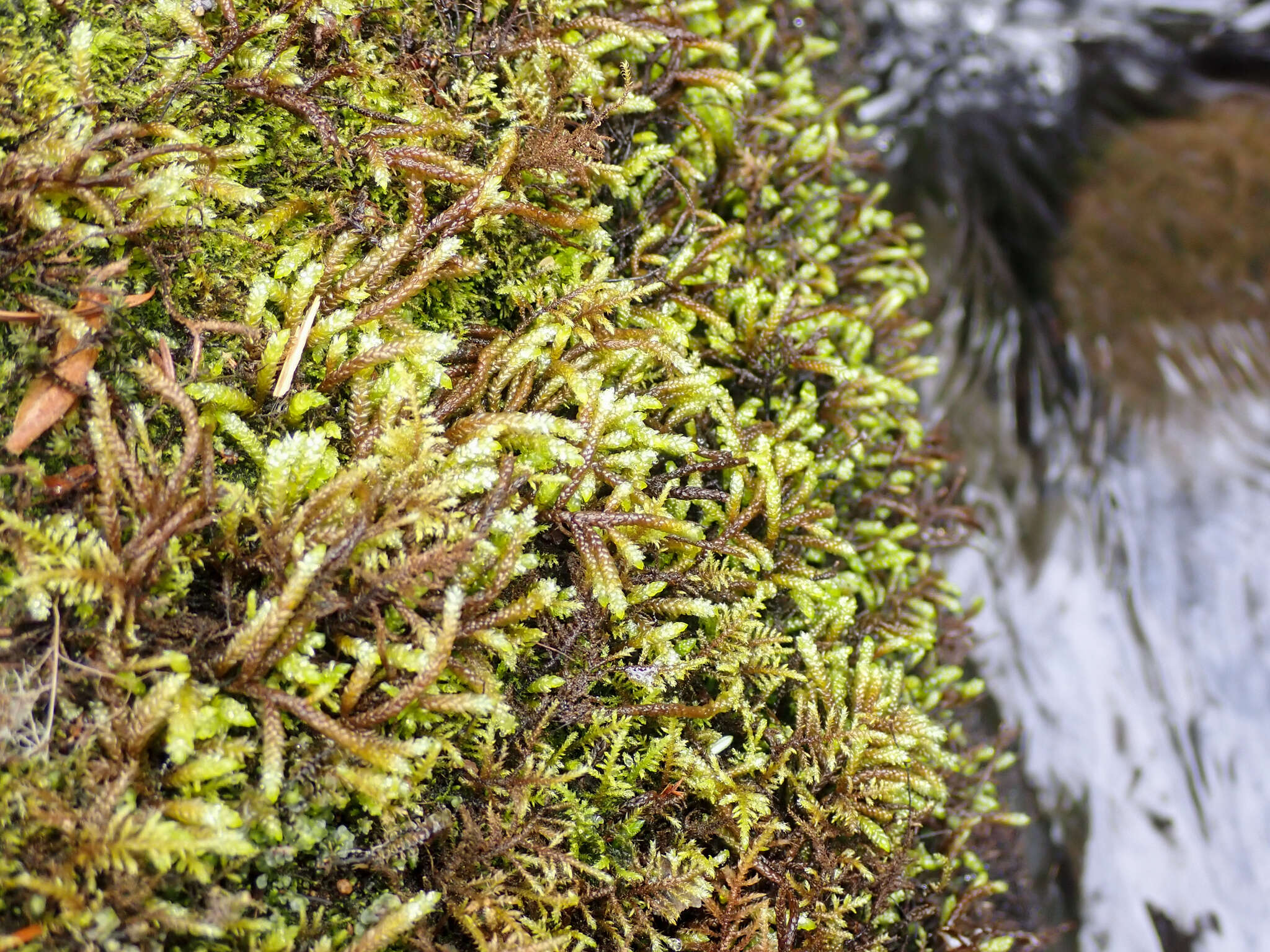 Image of obtuseleaf scleropodium moss