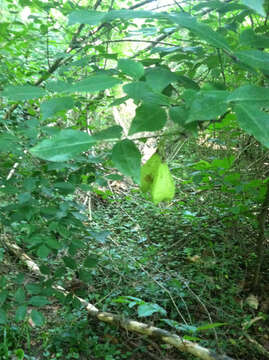 Image of American bladdernut