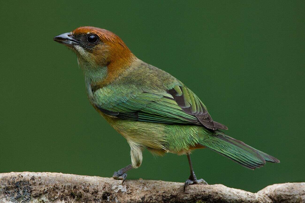 Image of Black-backed Tanager