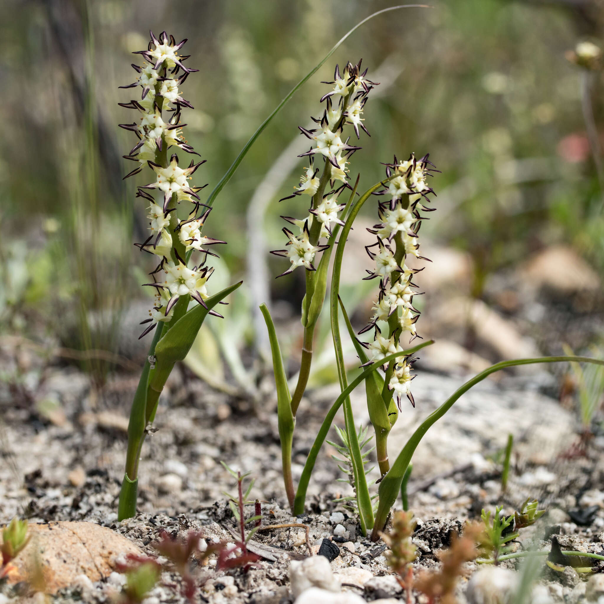 Sivun Wurmbea hiemalis B. Nord. kuva