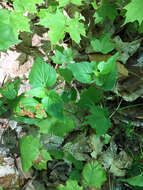 Imagem de Viola canadensis L.