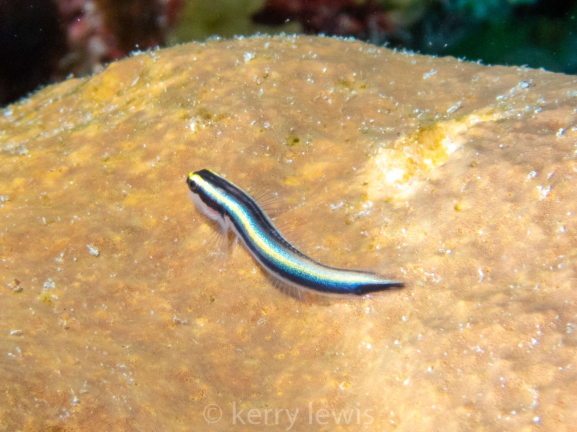 Image of Cayman cleaner goby