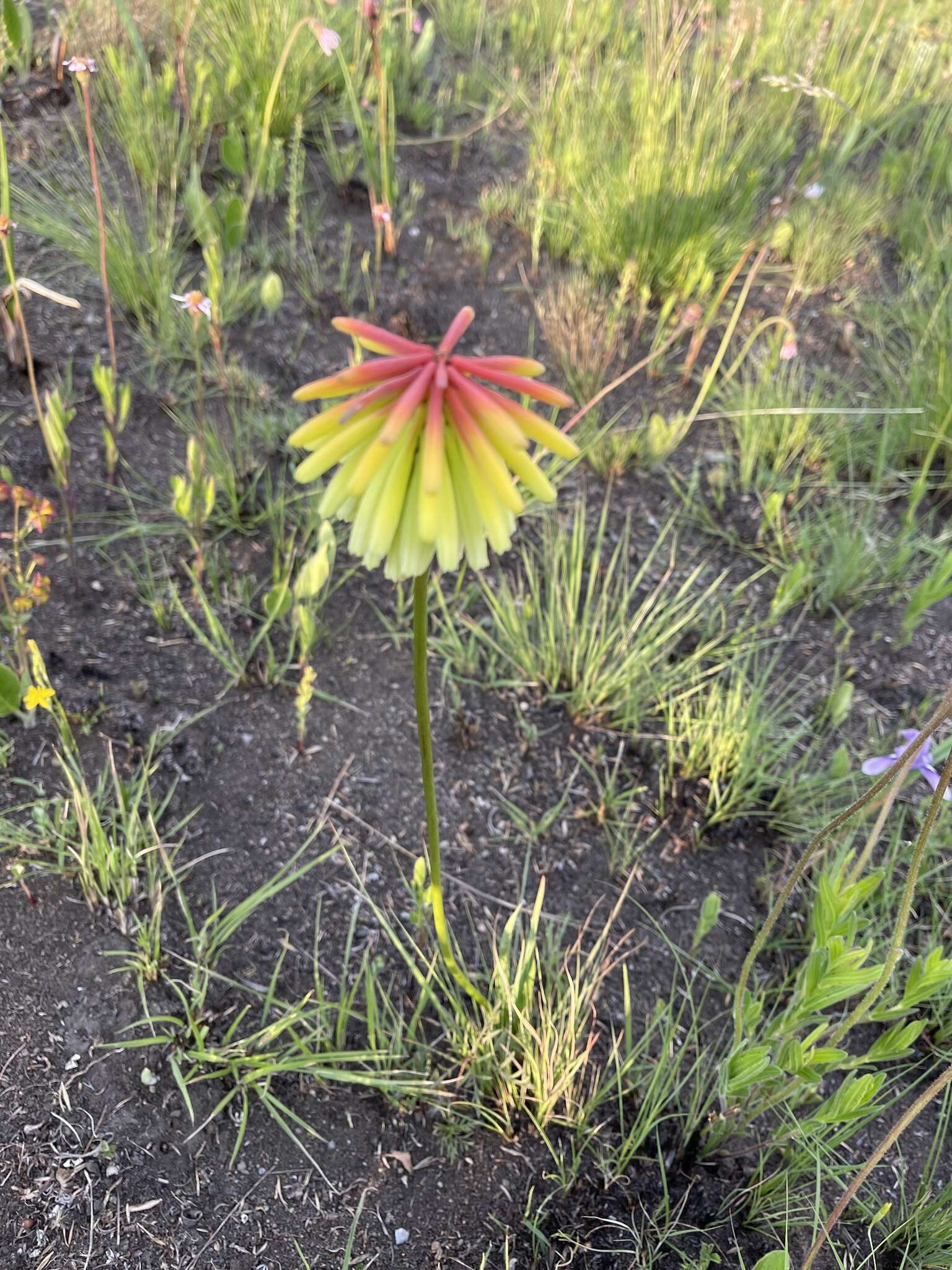 Image of Kniphofia grantii Baker