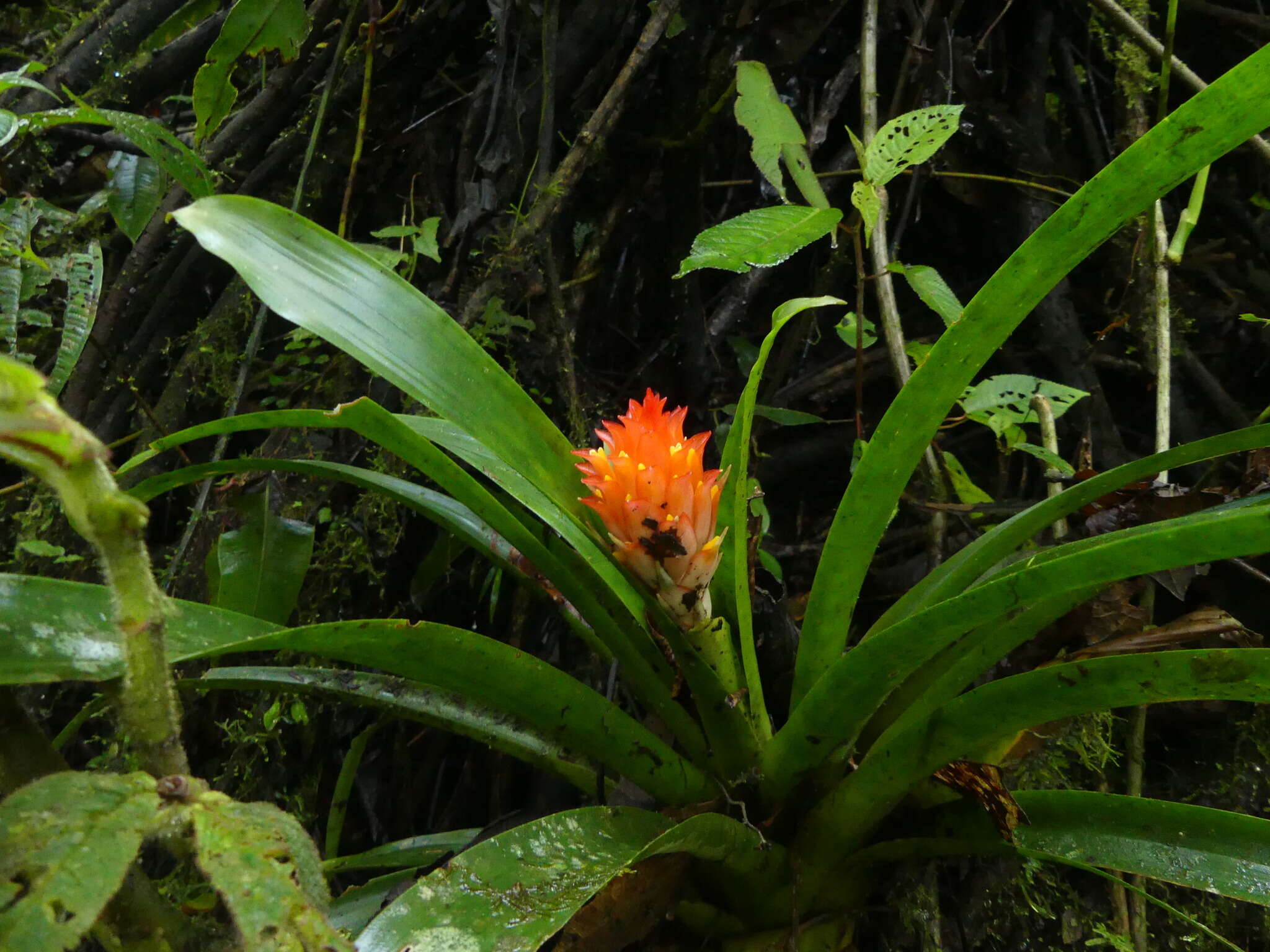 صورة Guzmania osyana (É. Morren) Mez