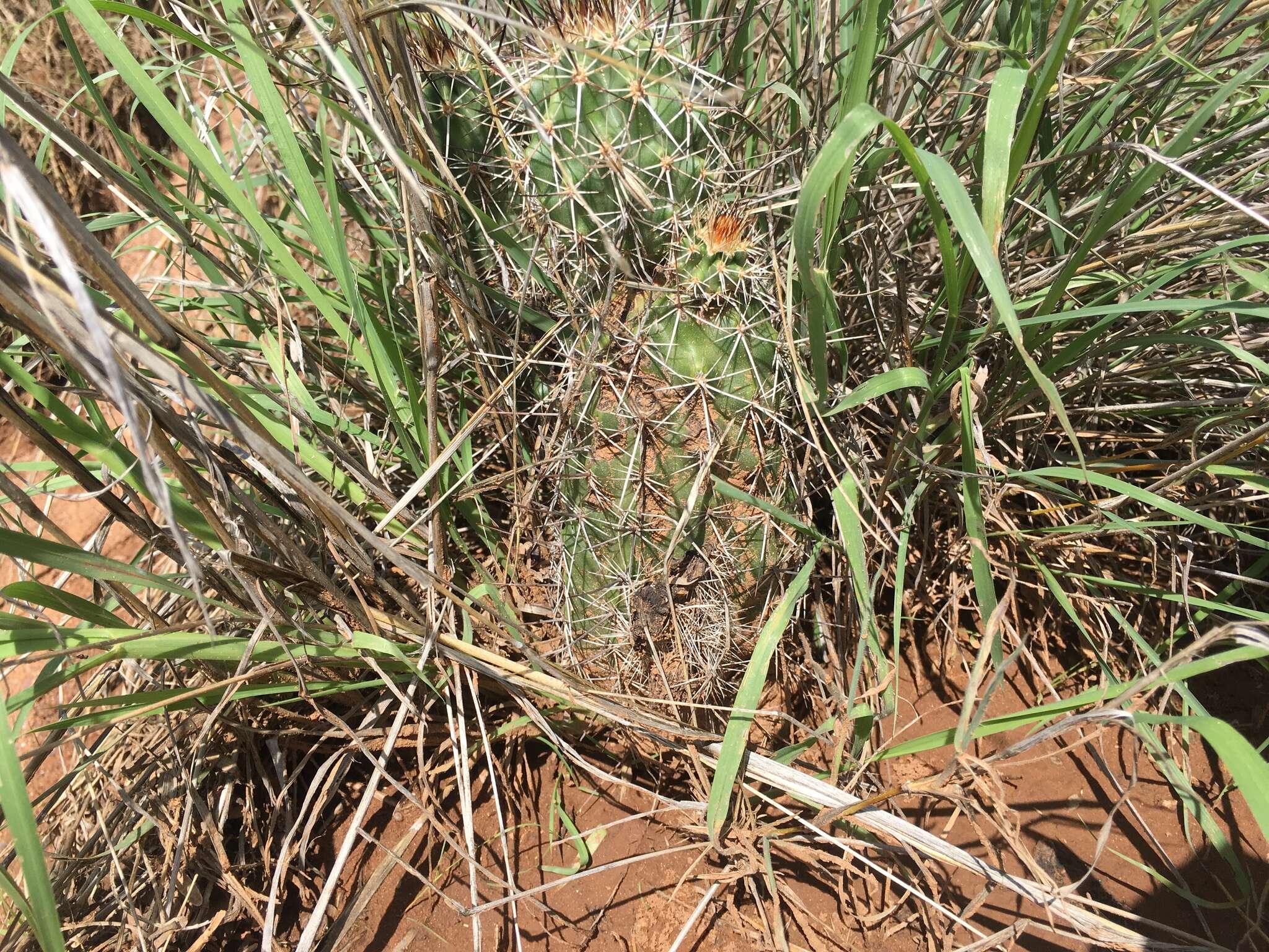 Image de Echinocereus fendleri subsp. rectispinus (Peebles) N. P. Taylor
