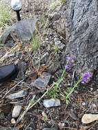 Image of New Mexico beardtongue