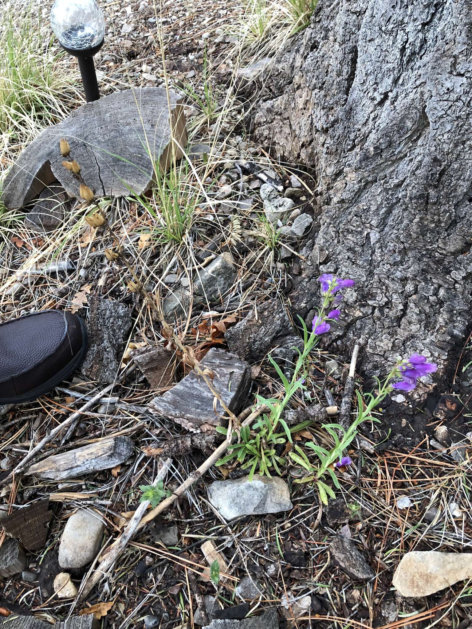 Image of New Mexico beardtongue