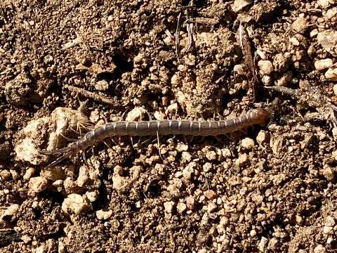 Image of Scolopendra viridis Say 1821