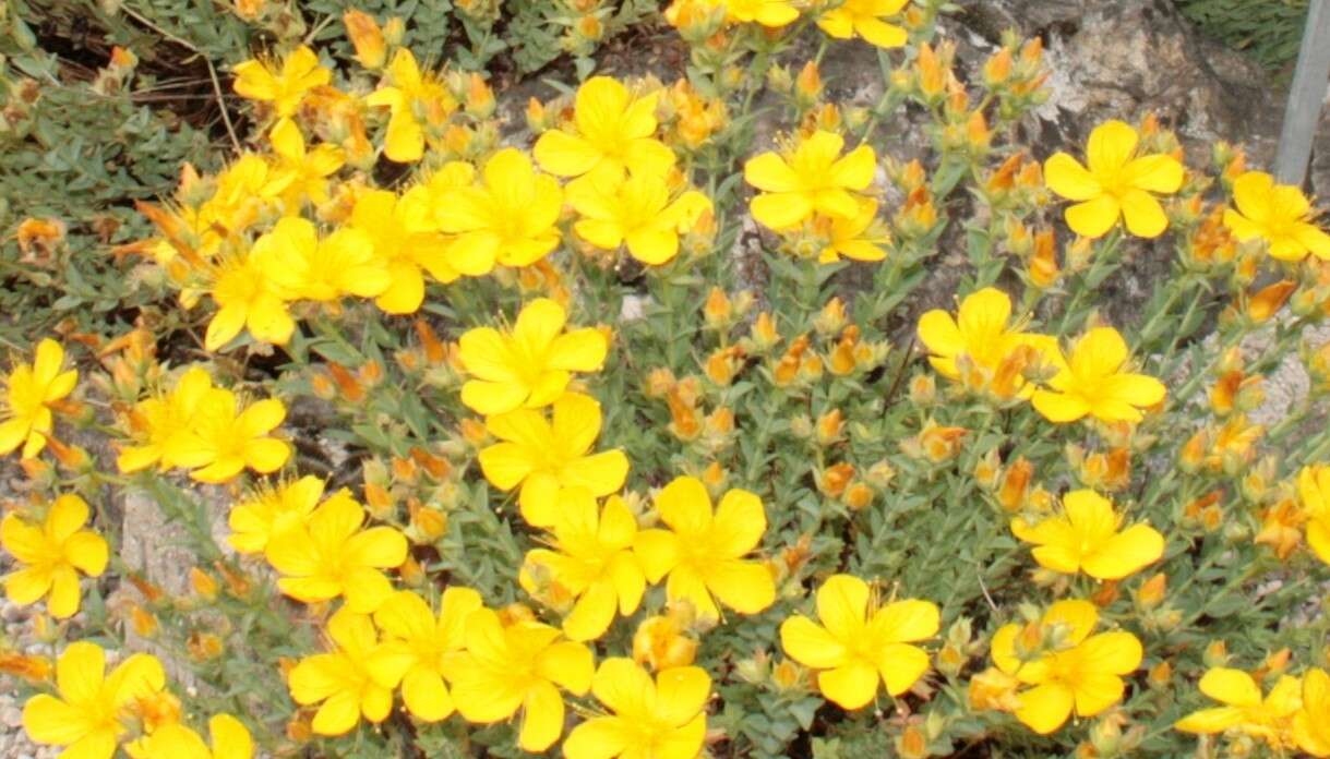 Image of Hypericum olympicum L.