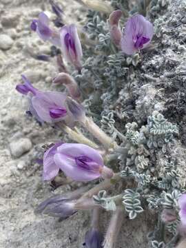 Image of Ash Meadows milkvetch