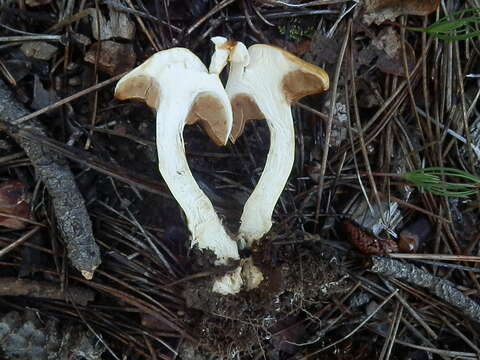 Imagem de Cortinarius delibutus Fr. 1838