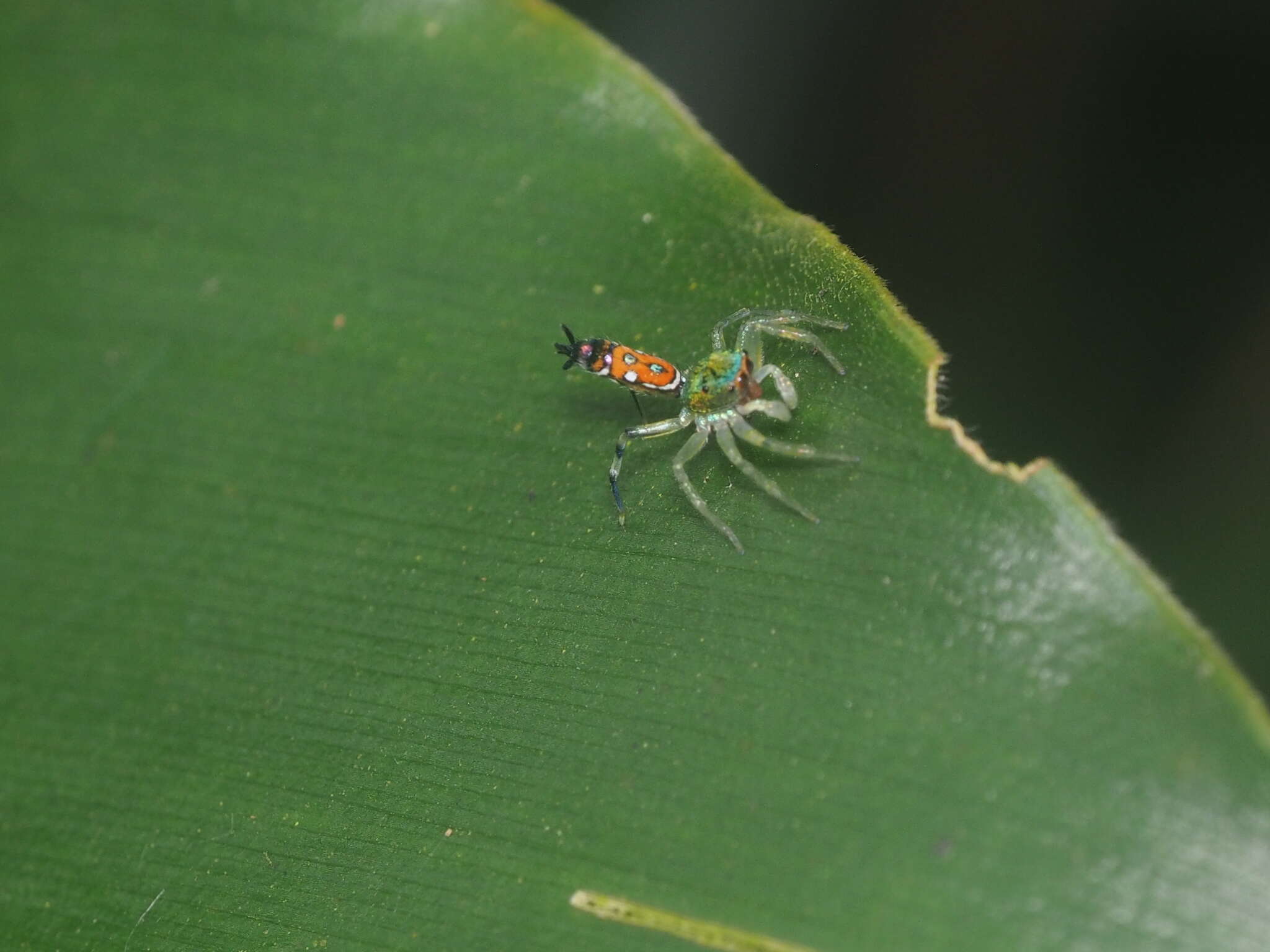 Image of Cosmophasis valerieae Prószyński & Deeleman-Reinhold 2010