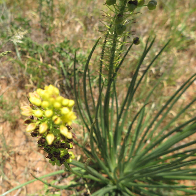 Image of Bulbine angustifolia Poelln.