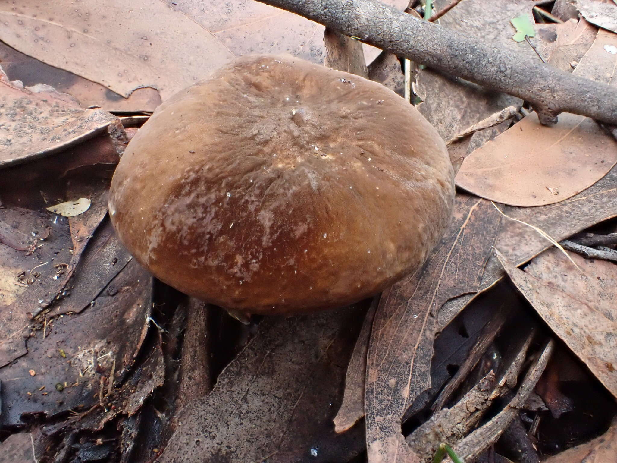 صورة Lactifluus leonardii (Stubbe & Verbeken) Stubbe 2012