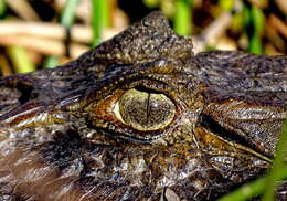 Image of Broad-snouted Caiman