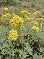 Image of sulphur-flower buckwheat