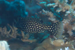 Image of Spotted boxfish