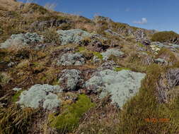 Image of Vegetable sheep