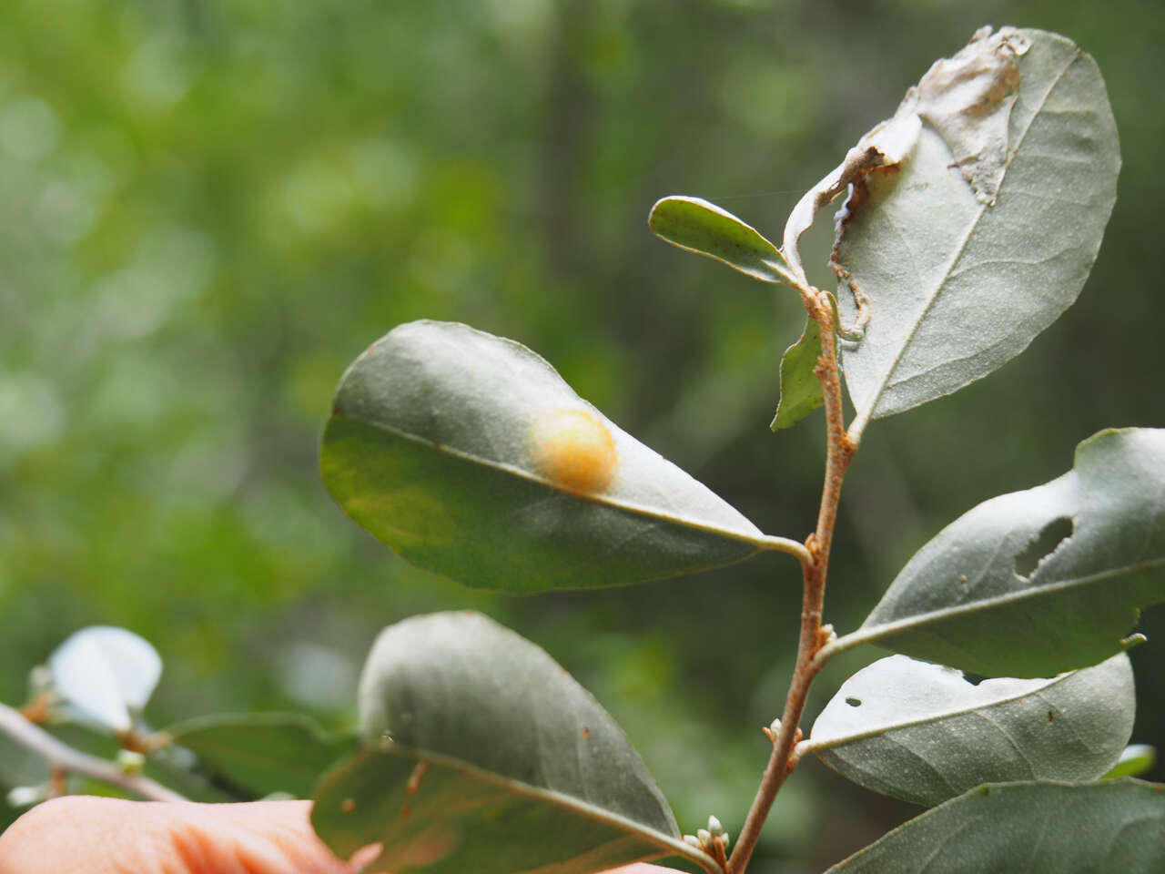 Image of Elaeagnus oldhamii Maxim.