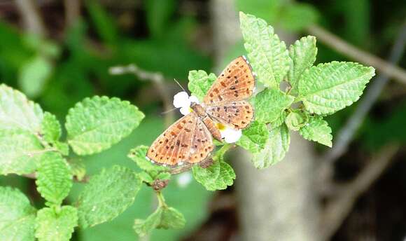 Image of Zabuella tinea