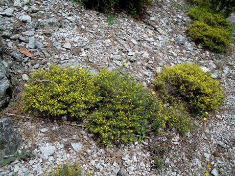 Image of Anthyllis hermanniae subsp. corsica