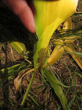 Image of Candy-striped crinum