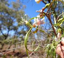 Imagem de Eremophila bignoniiflora (Benth.) F. Muell.