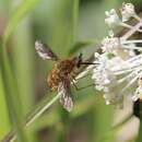 Image of Bombylius fraudulentus Johnson 1907