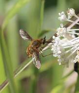 Image of Bombylius fraudulentus Johnson 1907