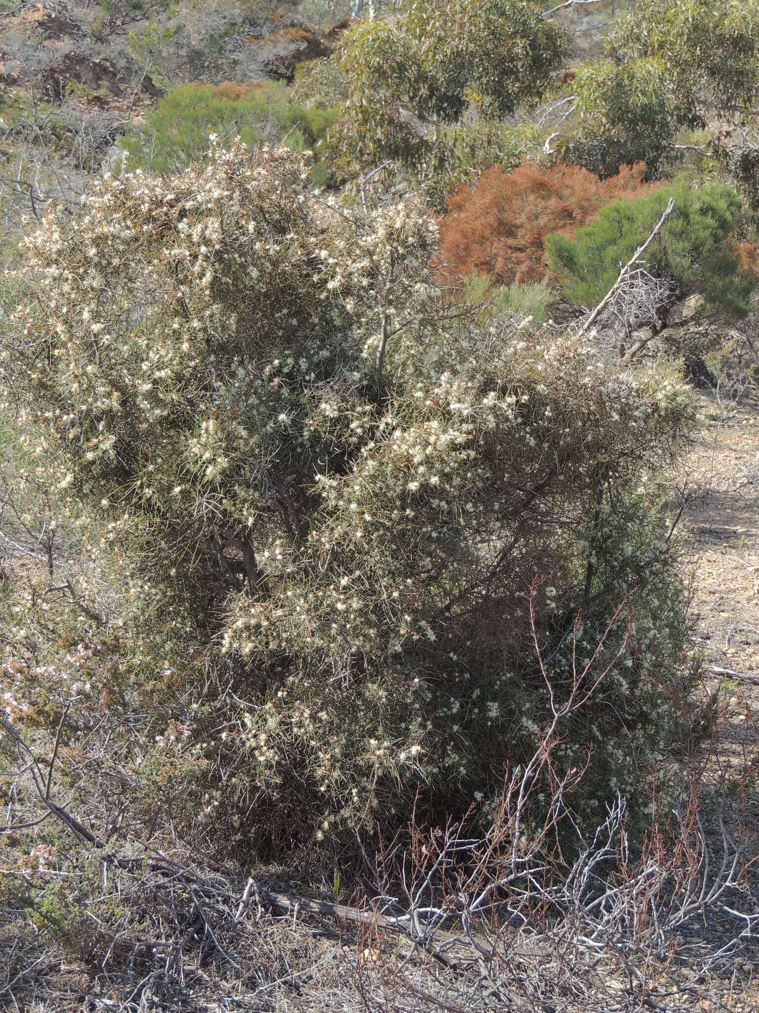 Image of Hakea carinata F. Müll. ex Meissn.