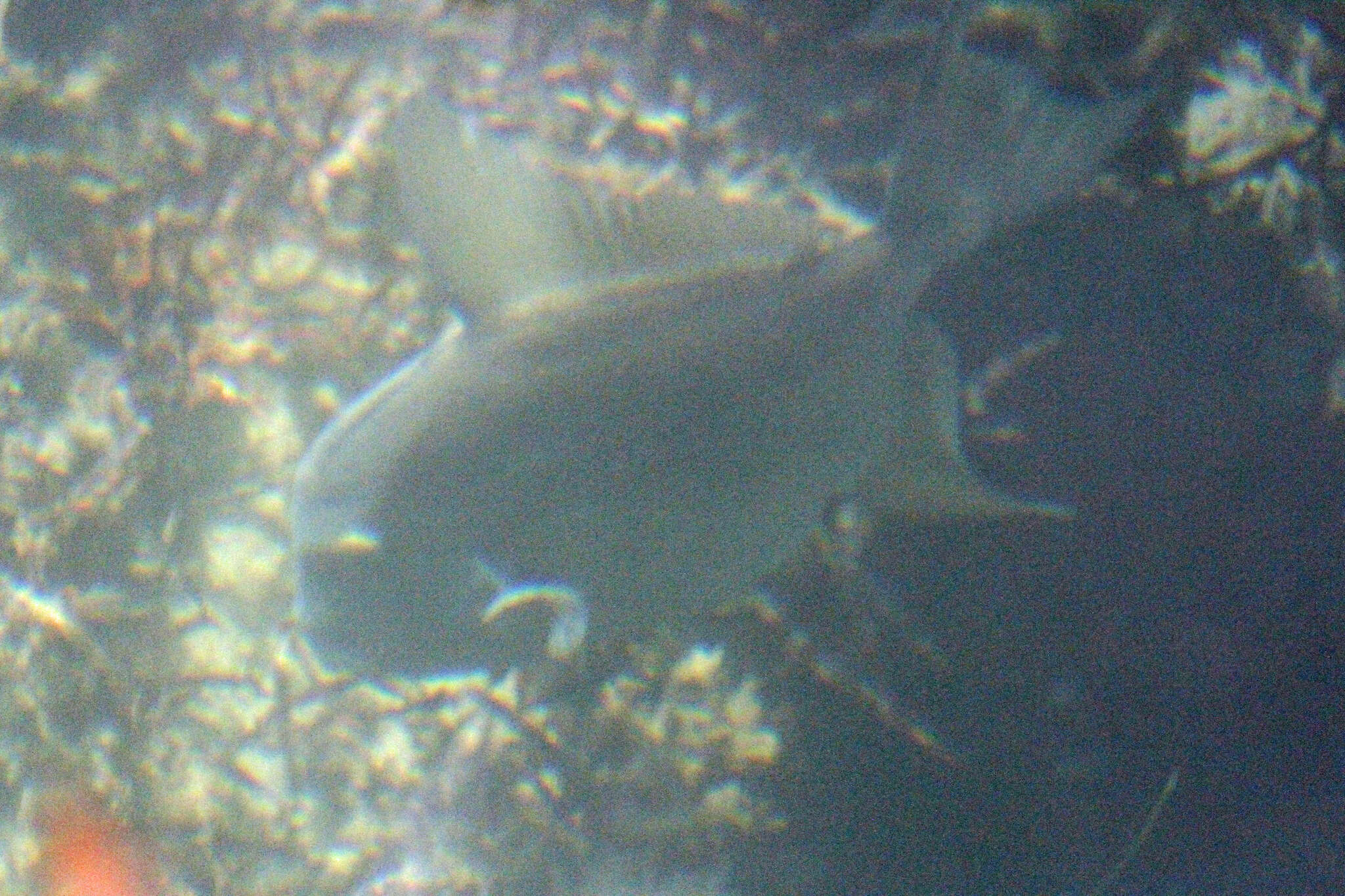 Image of Finescale Triggerfish