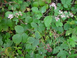 Image of Rubus rhombifolius Weihe ex Boenn.