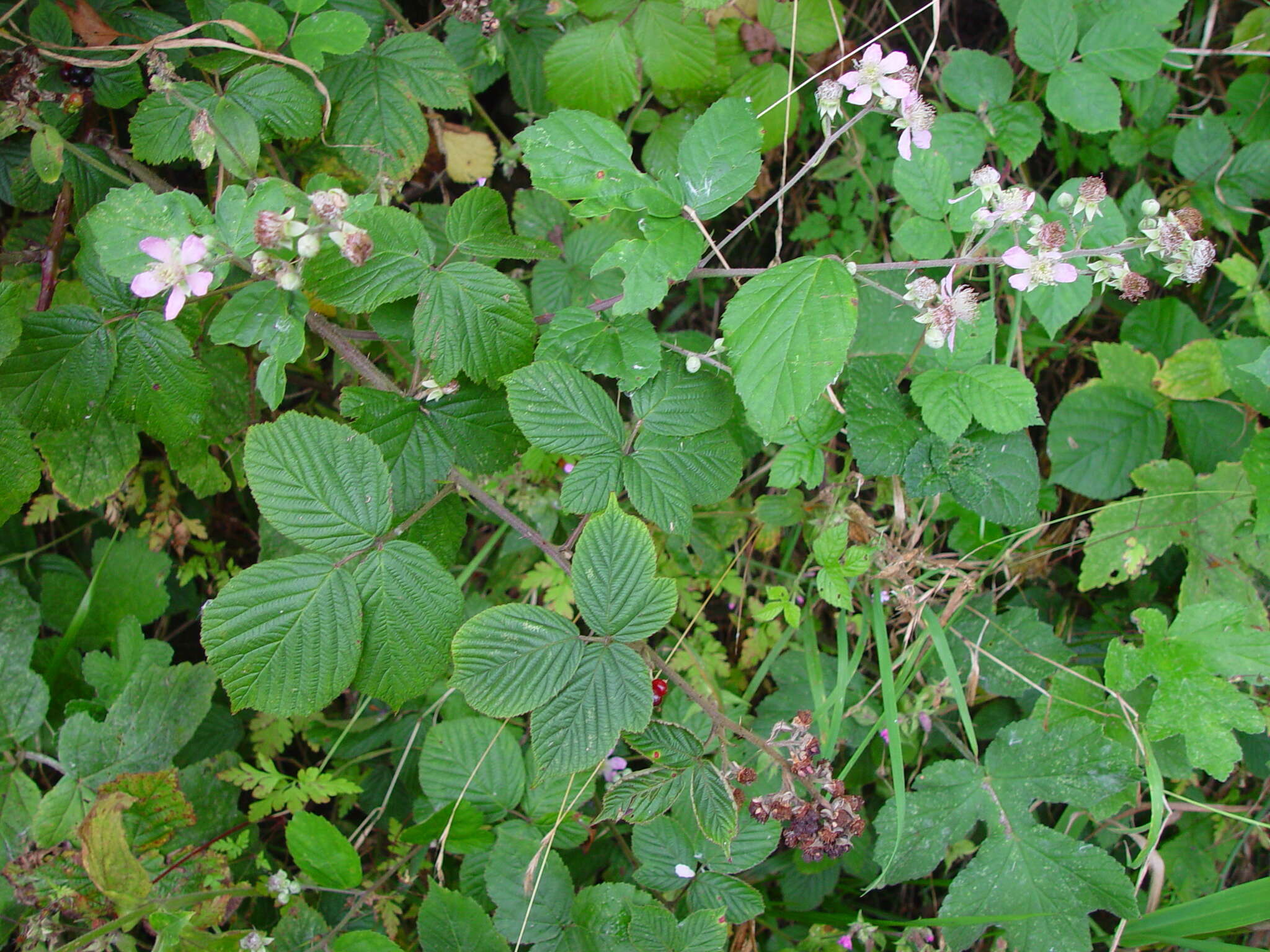 Image of Rubus rhombifolius Weihe ex Boenn.