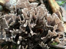 Image of fetid false coral