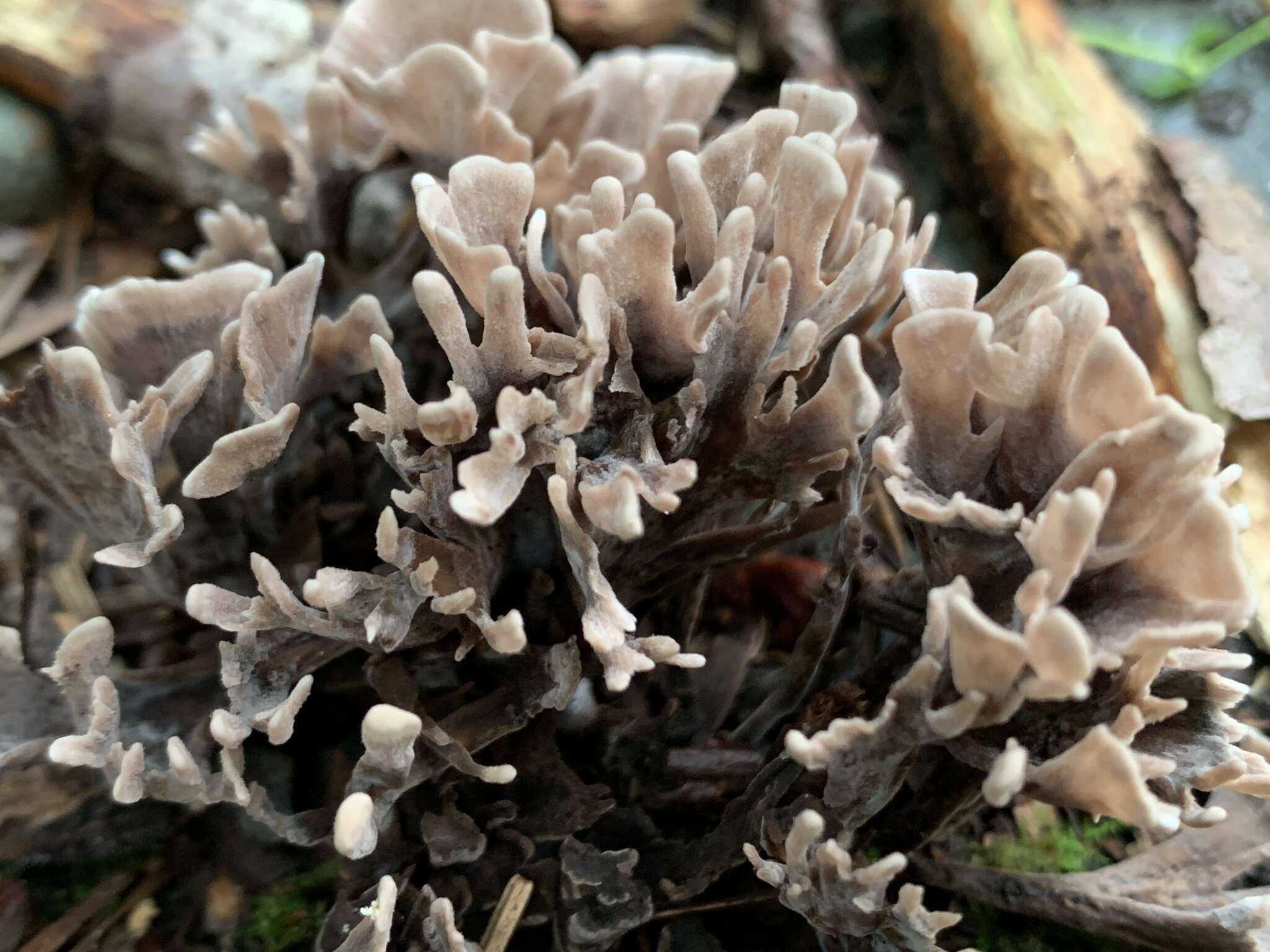 Image de Thelephora palmata (Scop.) Fr. 1821