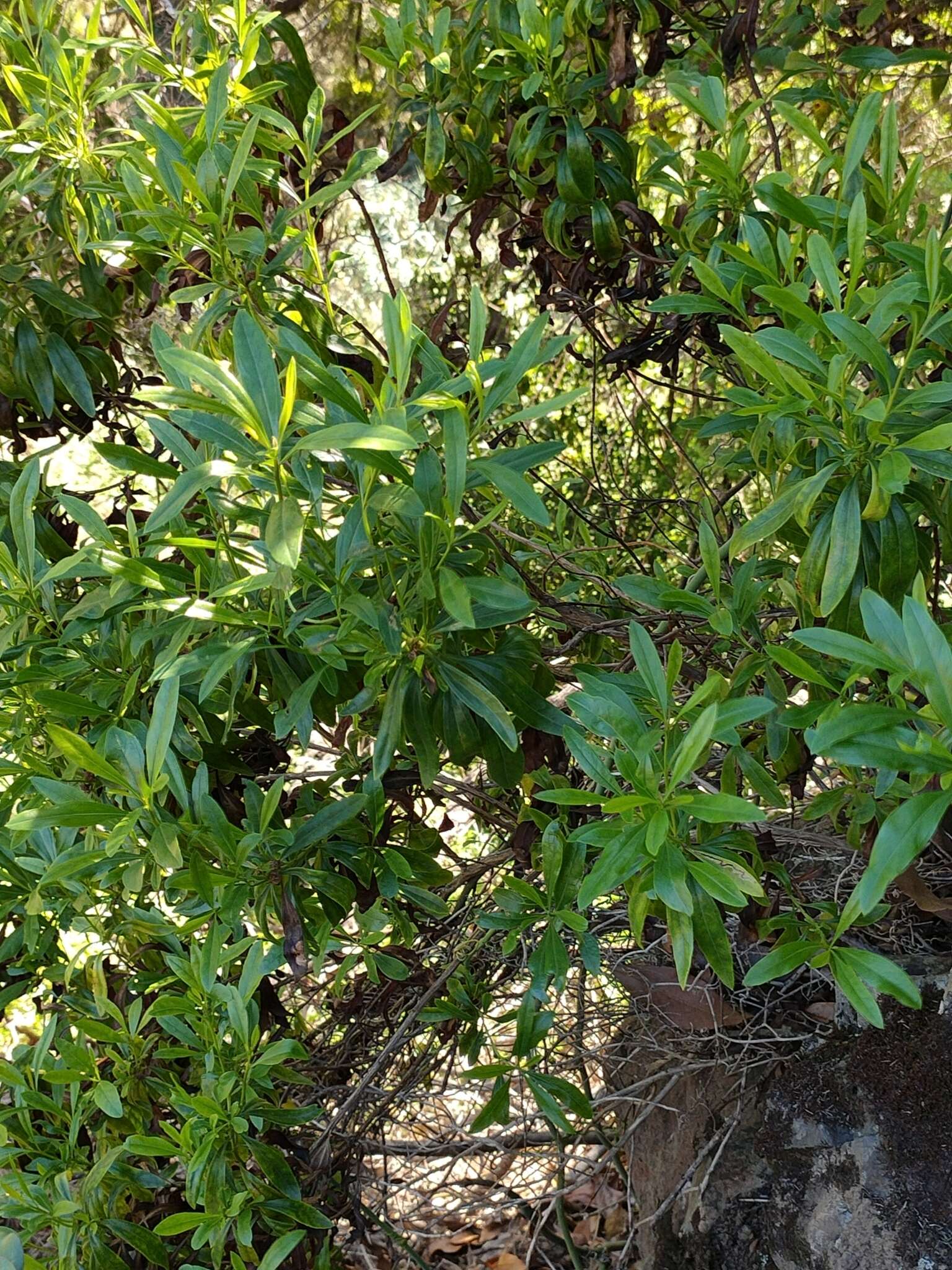 Imagem de <i>Genista linifolia</i> subsp. <i>pallida</i> (Poir.) P. Hanelt