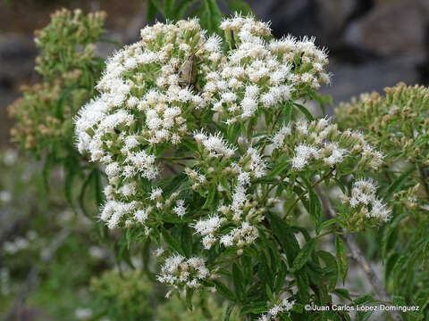 Image of Ageratina brevipes (DC.) R. King & H. Rob.