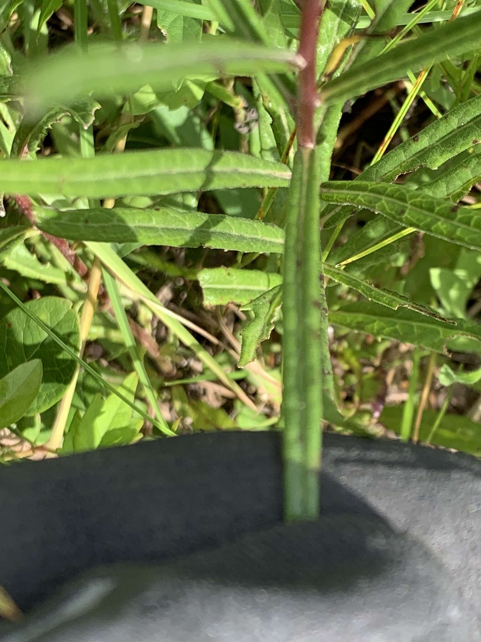 Plancia ëd Vernonia texana (A. Gray) Small