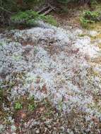 Image of Reindeer lichen