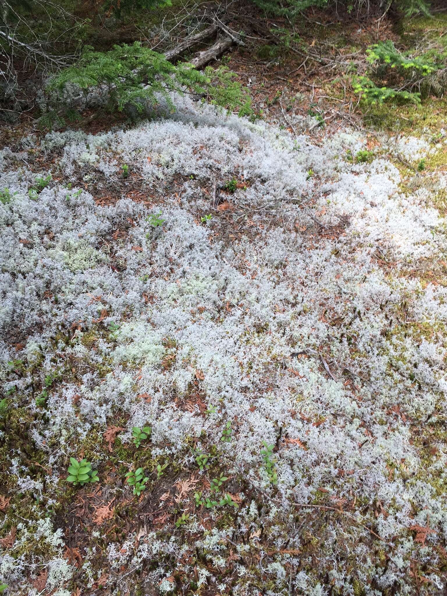 Image of Reindeer lichen