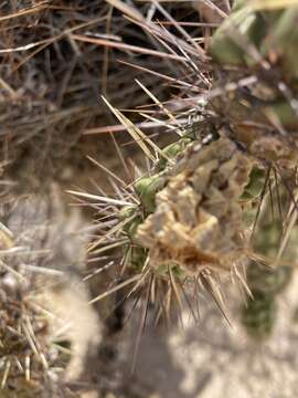 Image of Munz Cholla