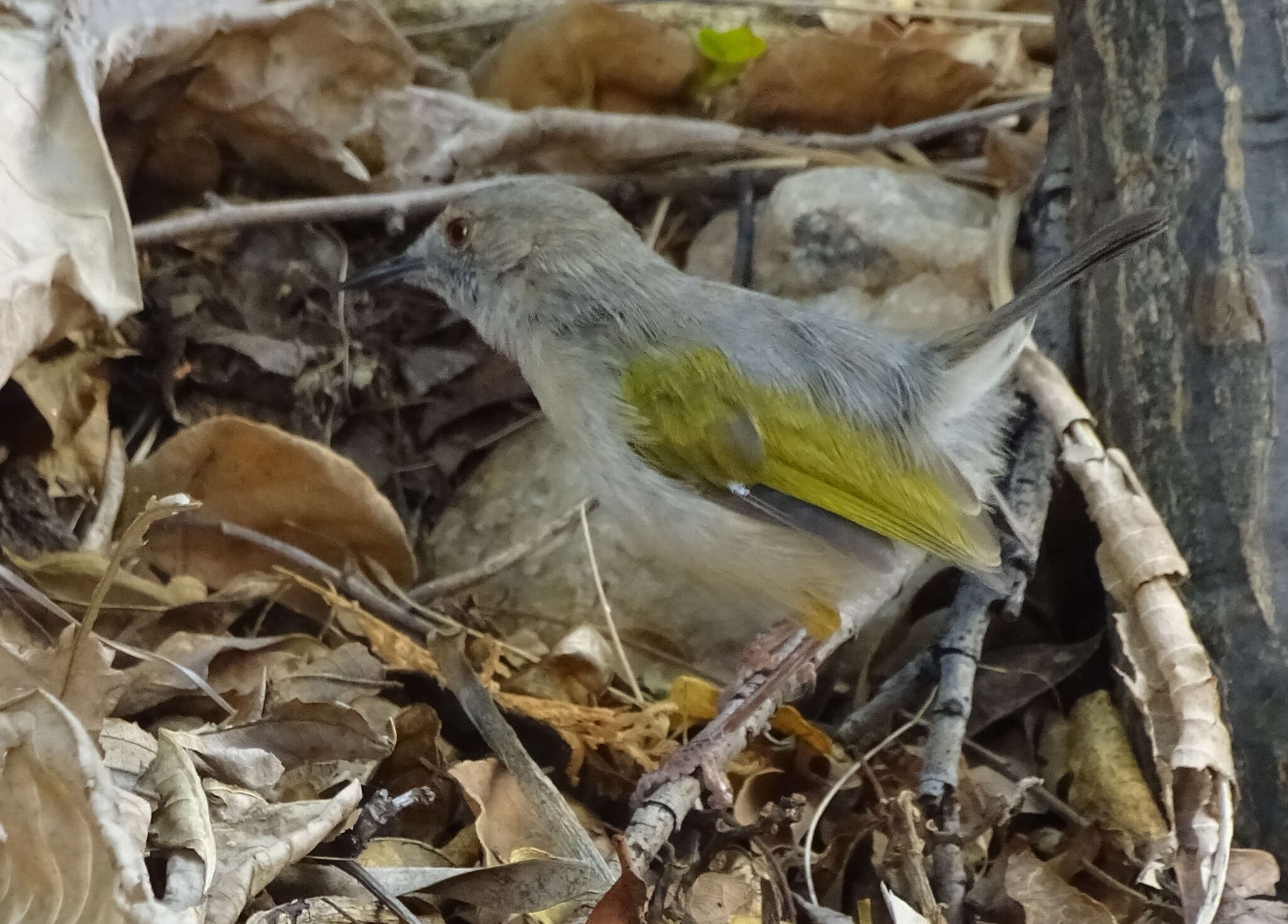 Image of Camaroptera Sundevall 1850