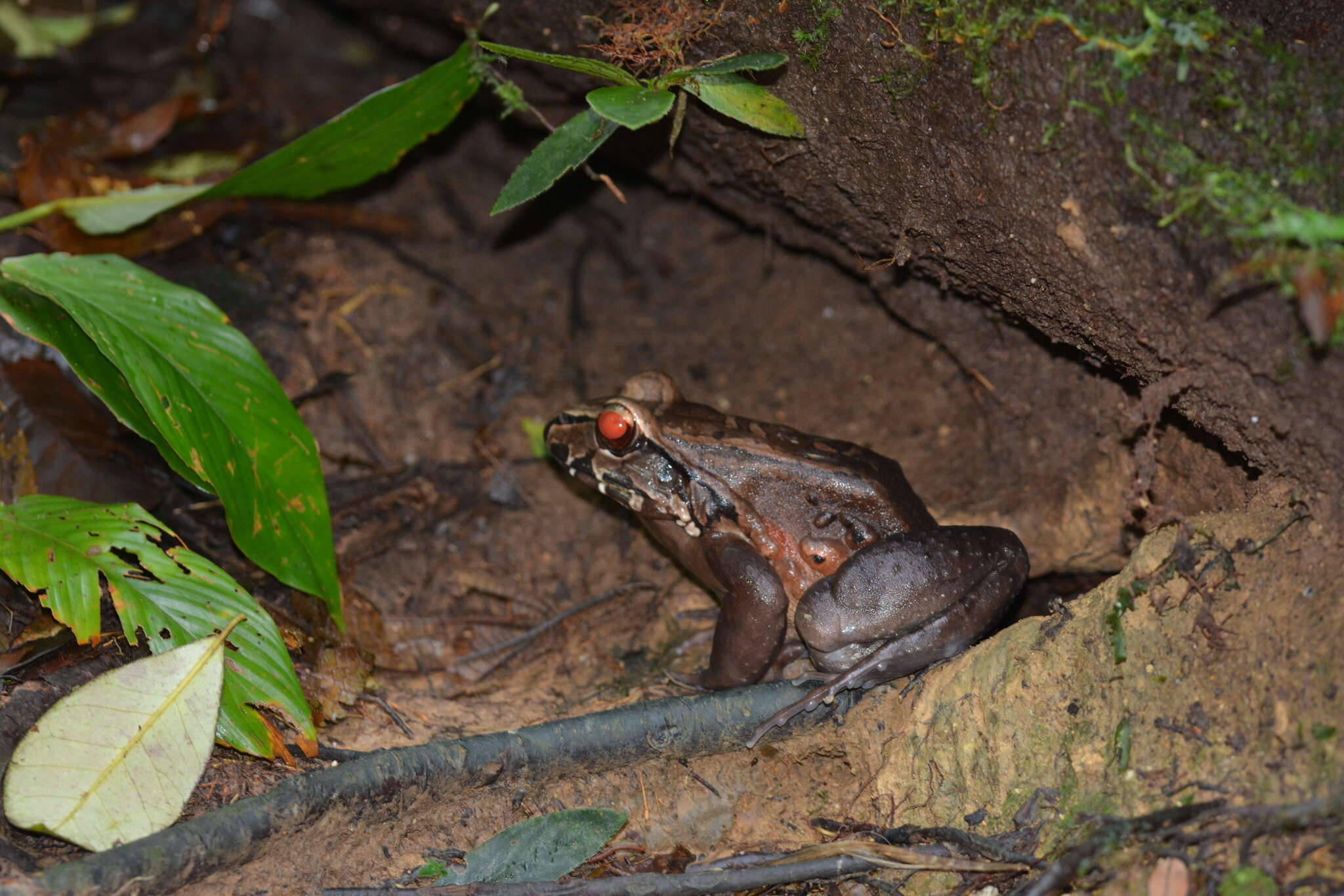 Image of Leptodactylus rhodomerus Heyer 2005