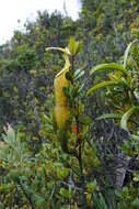 Image of Nepenthes singalana Becc.