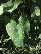 Image of Caladium bicolor (Aiton) Vent.